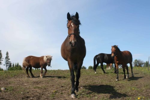 Eläinkuljettajan ja hoitajan pätevyyskoulutus ja pätevyyskoe